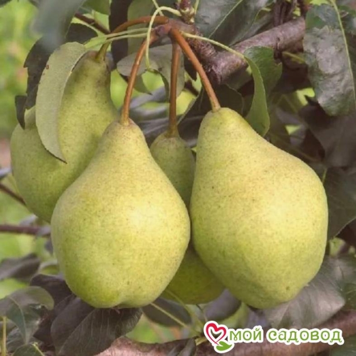 Груша орловская летняя