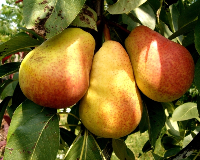 Груша красавица черненко