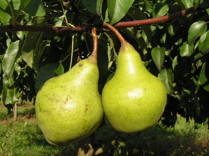 Груша жозефина
