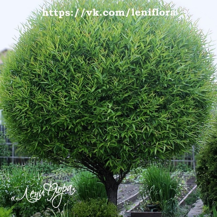 Ива шаровидная