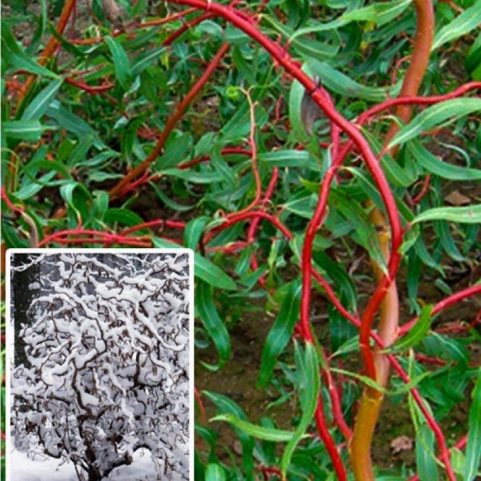 Ива матсудана