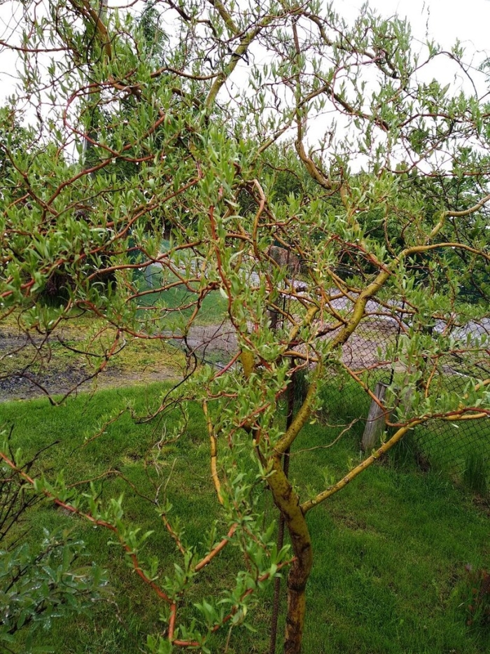 Ива уральская извилистая плакучая