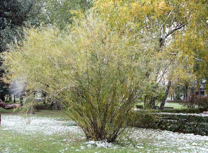 Ива ледебура