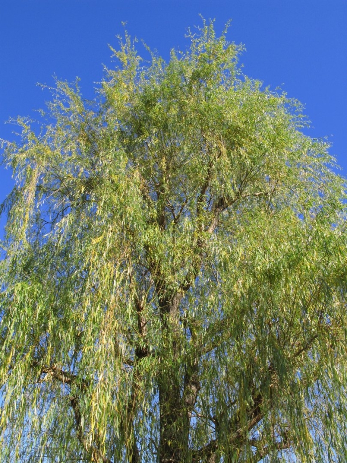 Weeping willow