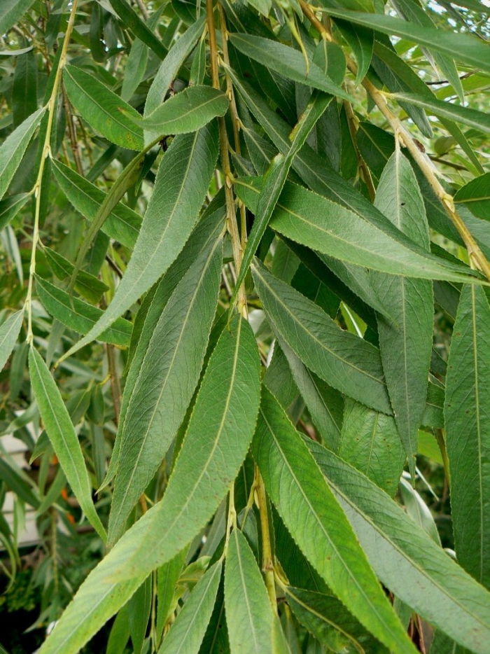 Ива белая salix alba