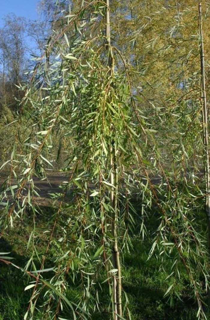 Ива повислая