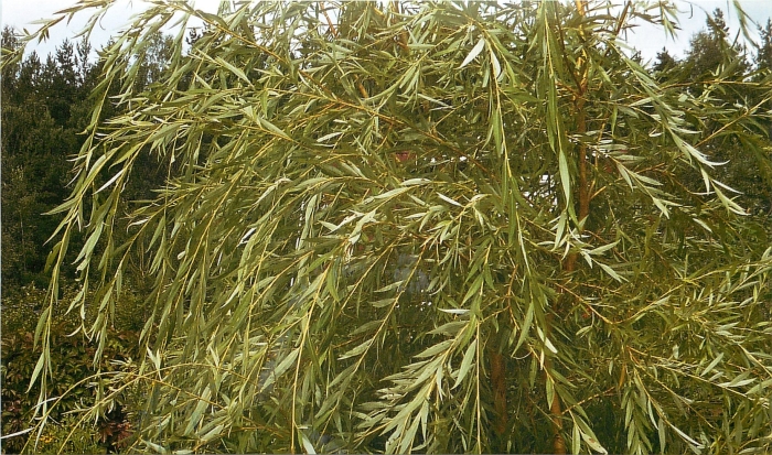 Ива белая плакучая желтокорая