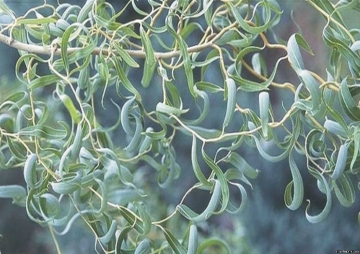 Ива извилистая матсудана (salix matsudana)