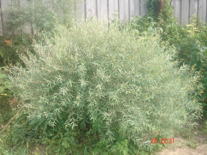 Ива пурпурная грацилис