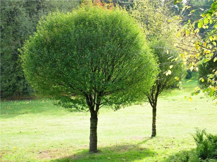 Ива ломкая шаровидная