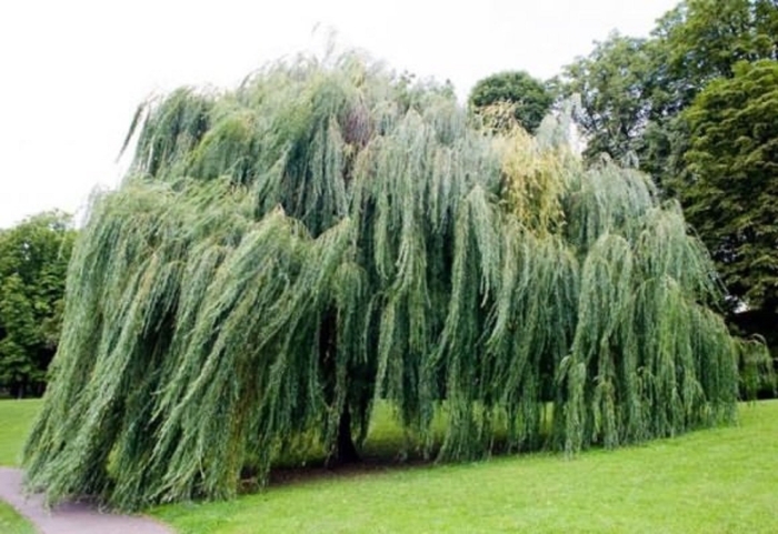 Salix alba ива плакучая