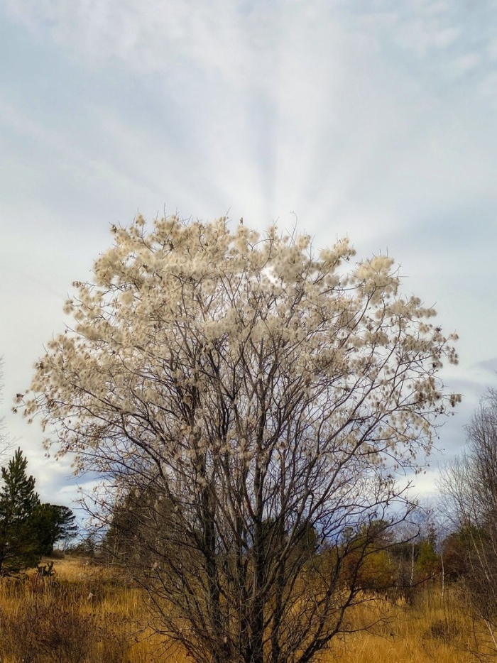 Ива в забайкалье
