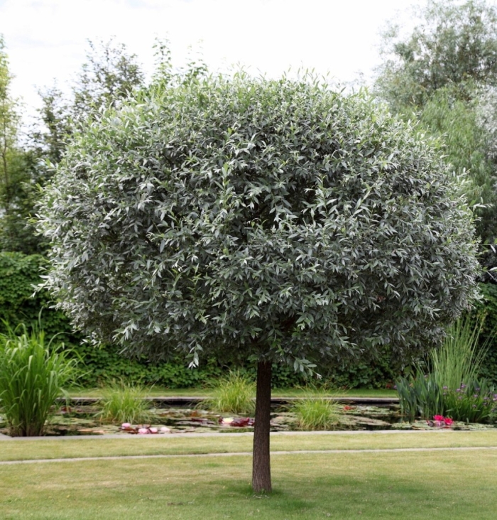 Груша иволистная пендула