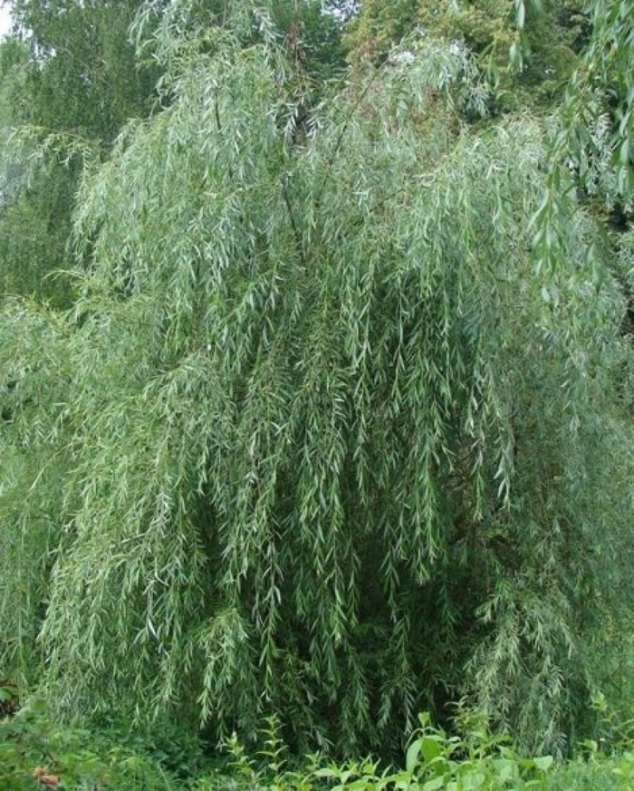 Ива свердловская плакучая