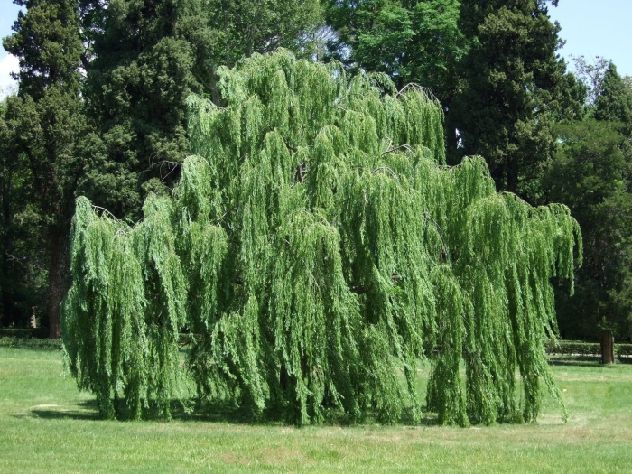 Weeping willow tree
