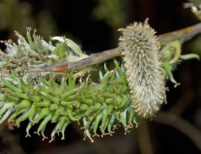 Ива шерстистопобеговая (salix dasyclados)