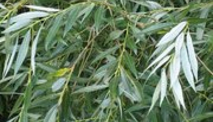 Ива белая серебристая