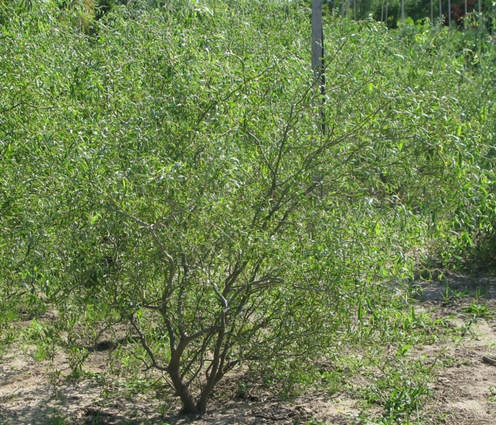 Ива гибридная свердловская извилистая