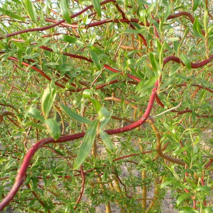 Ива вавилонская тортуоза