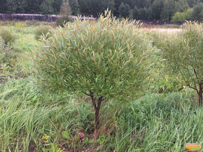 Ива белая шаровидная