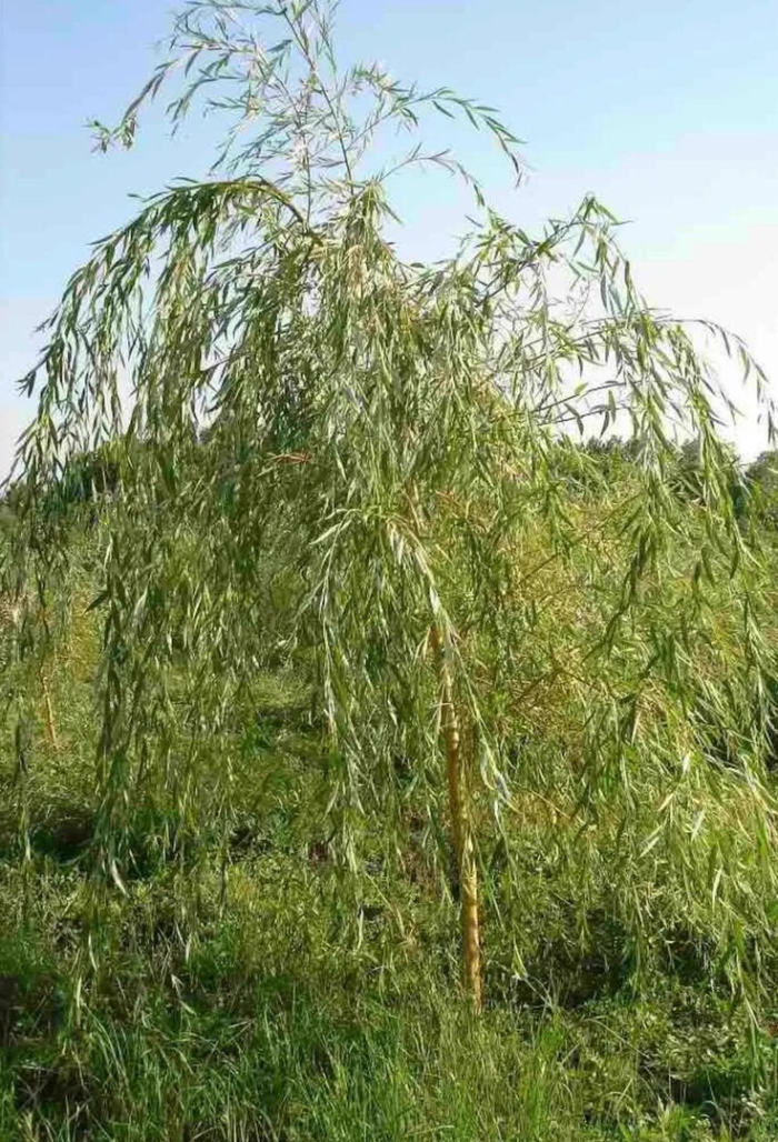 Ива росистая плакучая