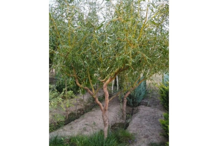 Ива извилистая