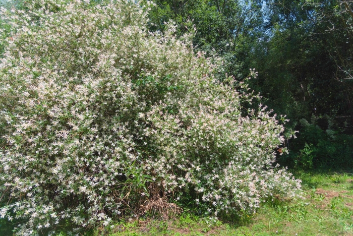Salix integra