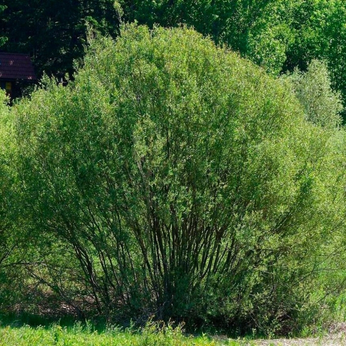 Ива волчниковая верба