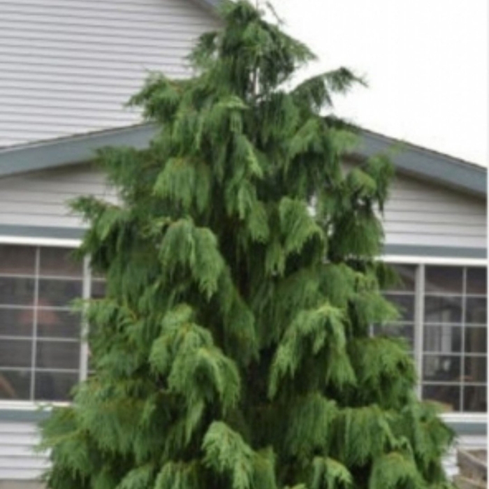 Кипарисовик нутканский грин эрроу