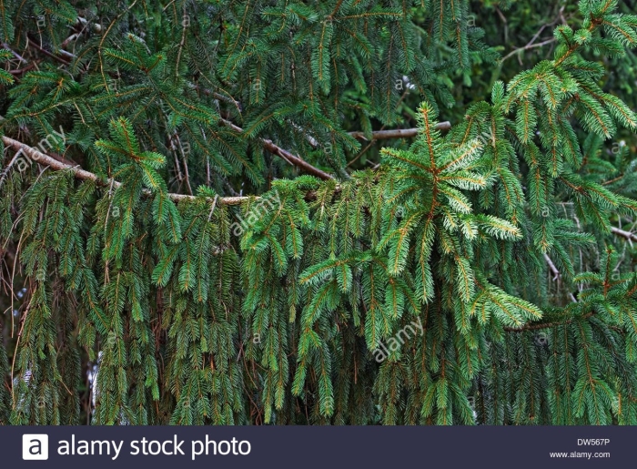 Picea abies