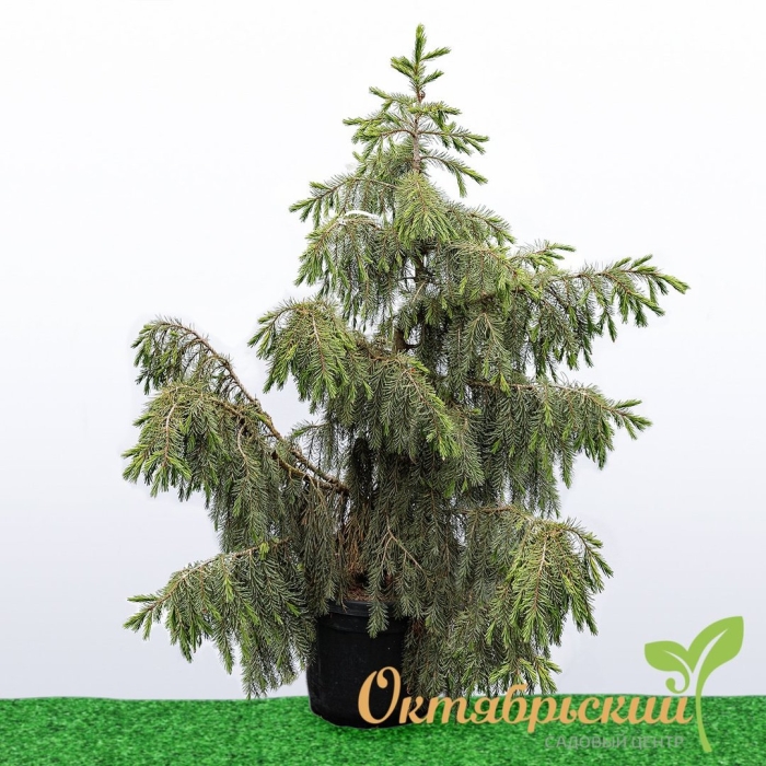 Ель обыкновенная инверса пендула