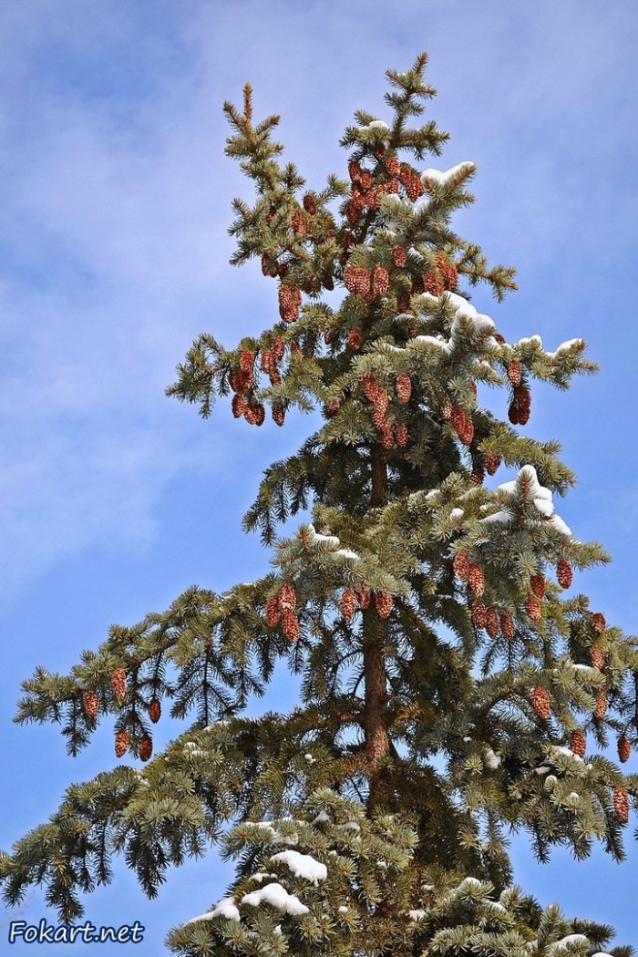 Ель с шишками