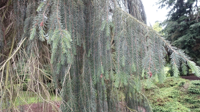 Ель сербская оморика пендула