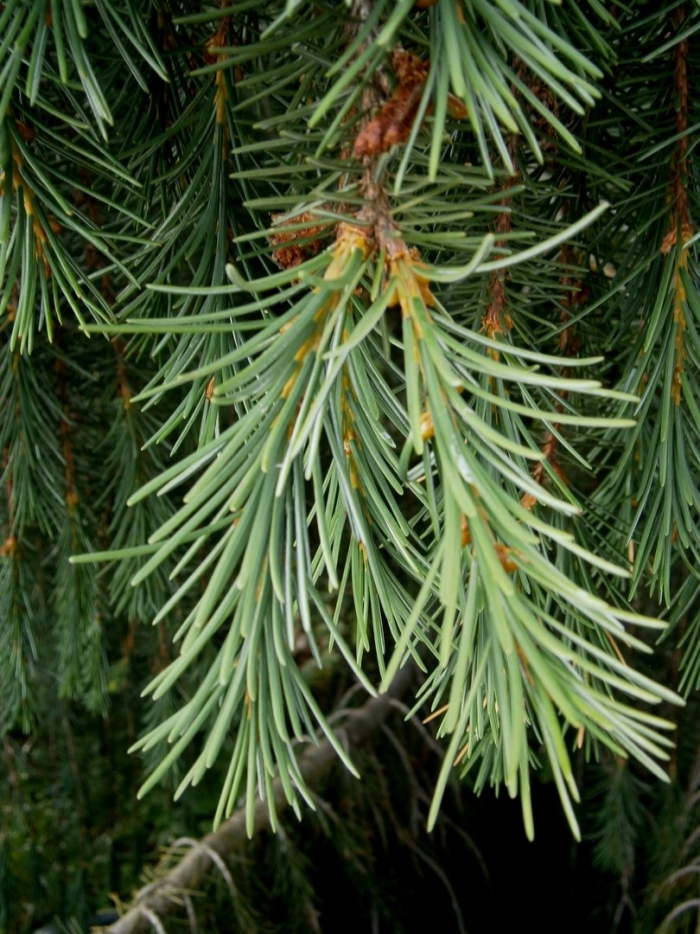Pseudotsuga menziesii var glauca
