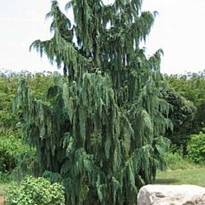 Кипарис нутканский пендула