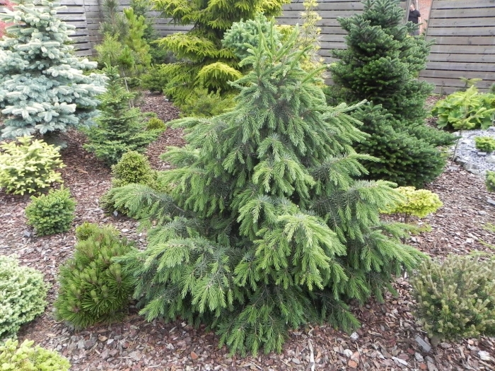 Тсуга канадская pendula