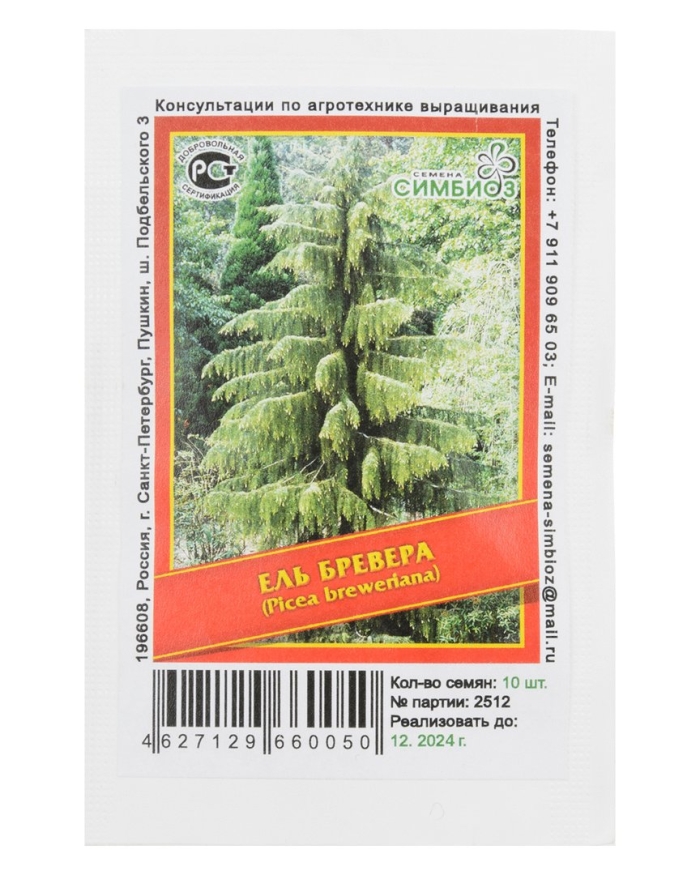 Пихта великая