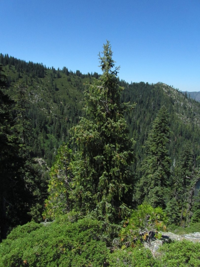 Ель обыкновенная (европейская) – picea abies