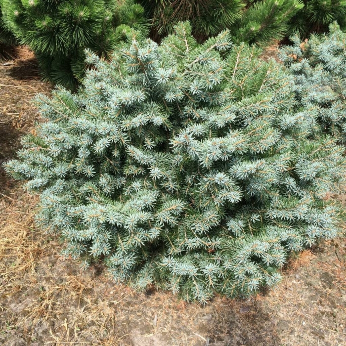 Picea pungens glauca compacta