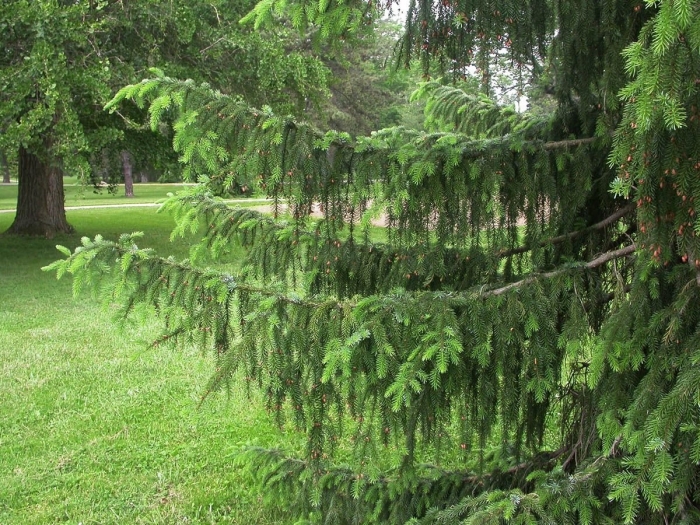 Ель picea abies