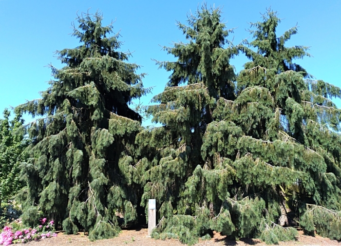 Кипарисовик нутканский пендула