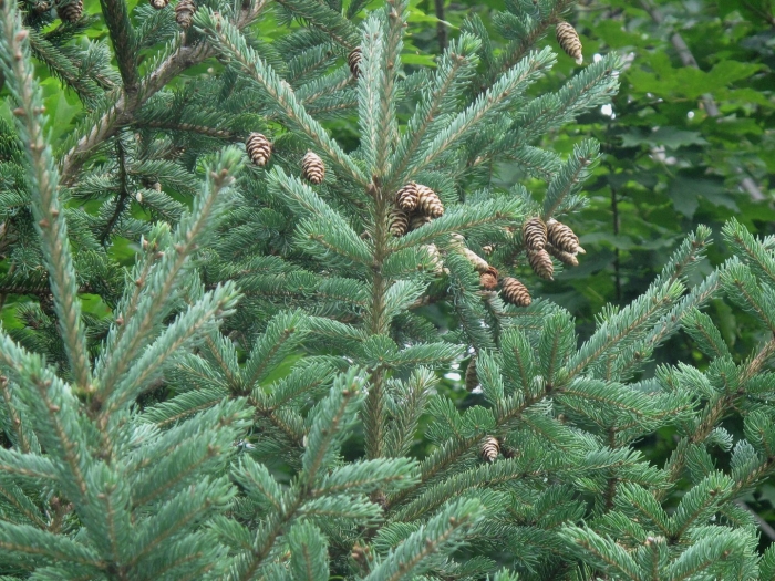 Ель сибирская picea obovata