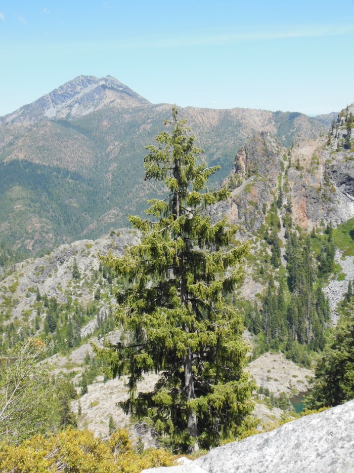 Ель бревера picea breweriana