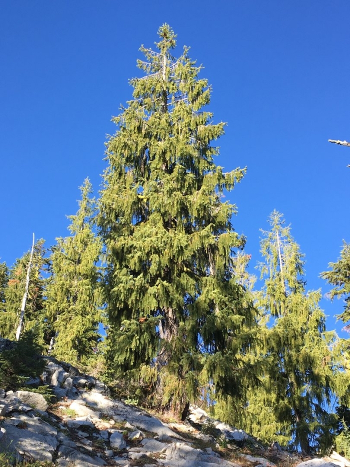 Cupressus nootkatensis