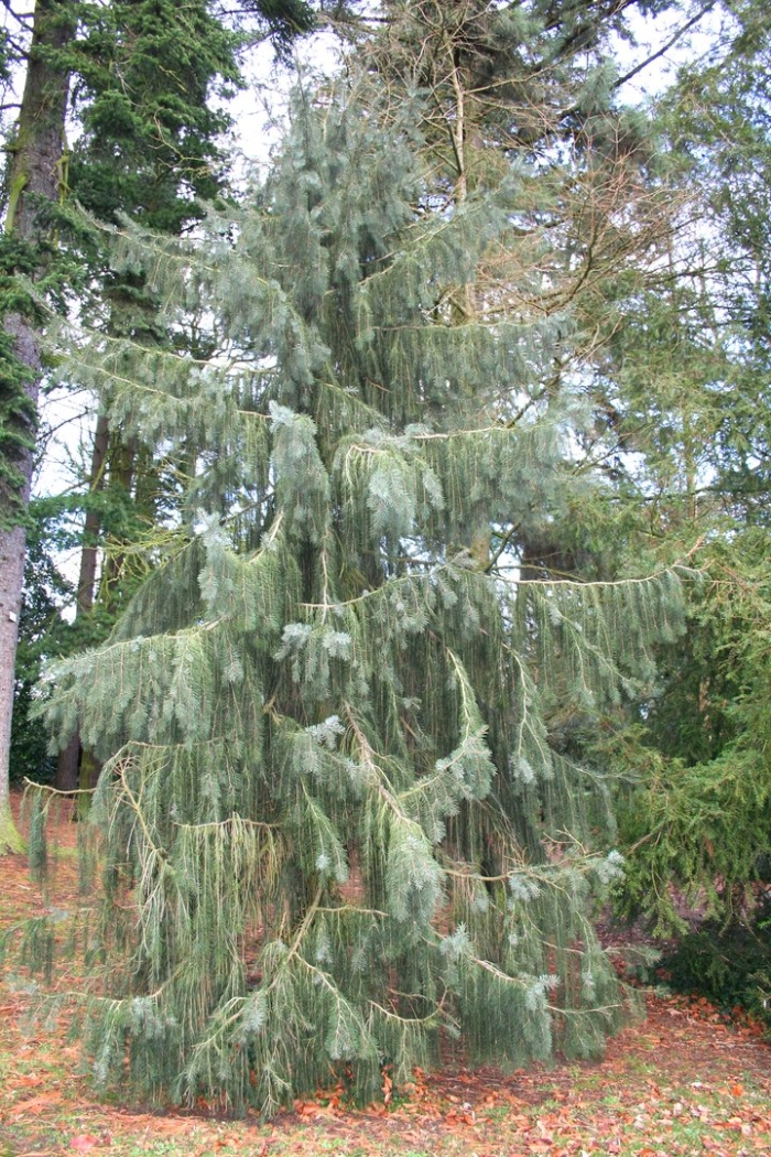 Chamaecyparis nootkatensis