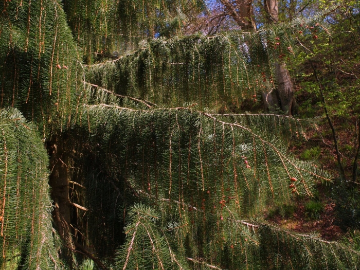 Ель обыкновенная виргата