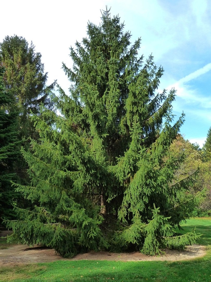 Ель обыкновенная