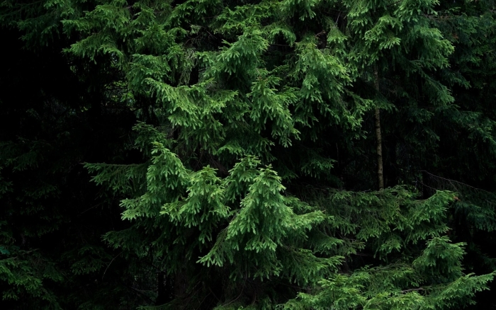 Лес пихта кедр