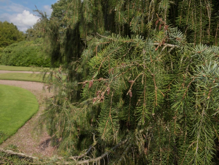 Picea engelmannii virgata