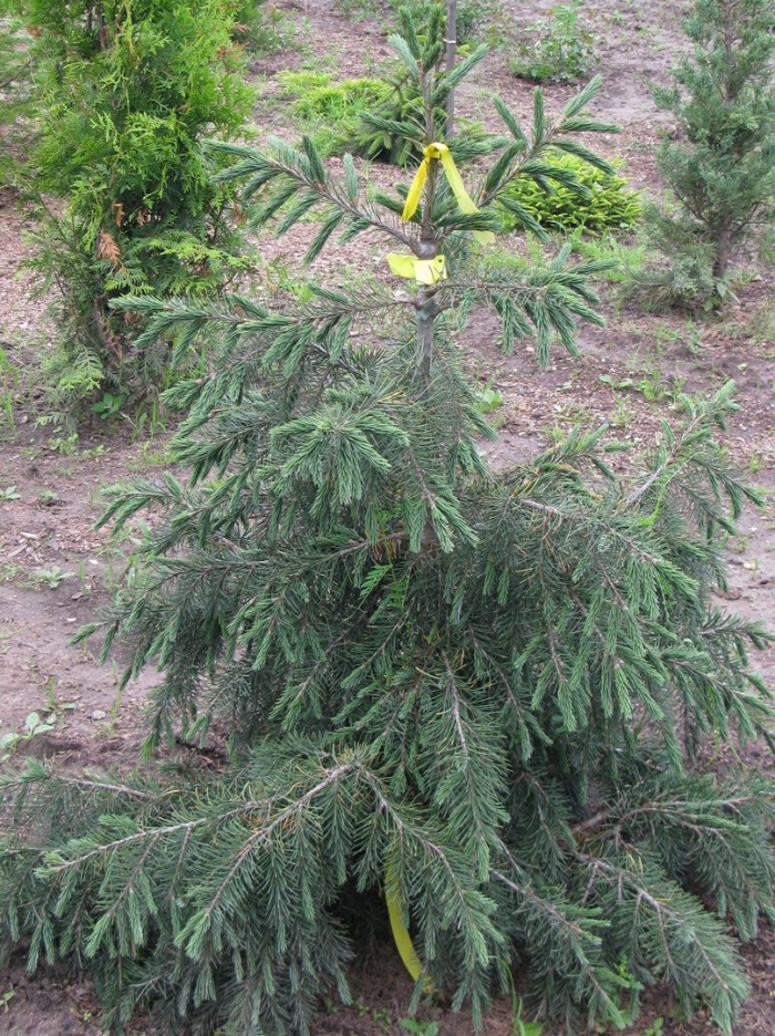 Picea abies gold drift